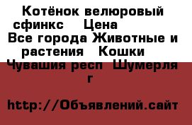 Котёнок велюровый сфинкс. › Цена ­ 15 000 - Все города Животные и растения » Кошки   . Чувашия респ.,Шумерля г.